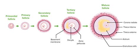 Ovaries Anatomy Concise Medical Knowledge
