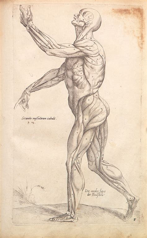 Find out what scientists know about the total number. Institutionalized Freedom: On the Fabric of the Human Body