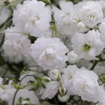 Maybe you would like to learn more about one of these? Million Star Baby's Breath Gypsophila Flower Fillers ...