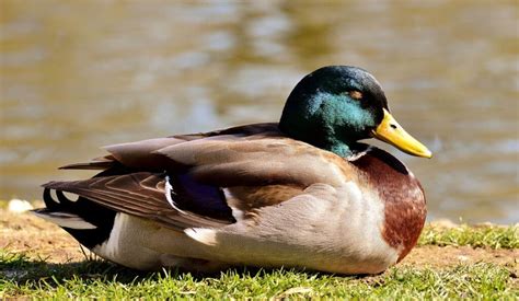 How Do Ducks Sleep Facts About Ducks Sleeping Habits Routine And