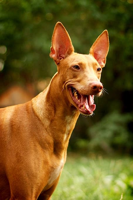 Pharaoh Hound Dog Breed Information Pictures Characteristics And Facts