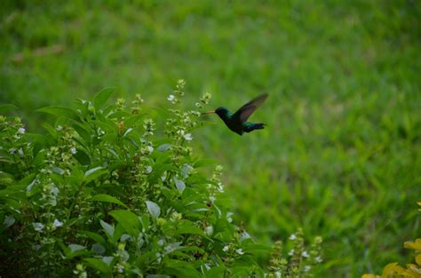 Free Images Nature Grass Branch Lawn Meadow Flower Flying