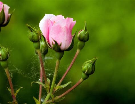 Free Stock Photo Of Pink Rose Flower And Buds Download Free Images