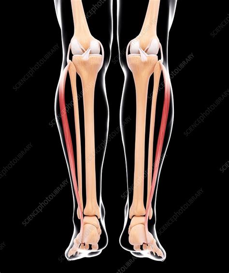 Human Leg Musculature Artwork Stock Image F0071087 Science