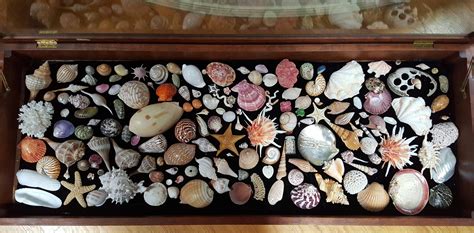 My Late Grandmother S Sea Shell Collection Rock Collection Display Seashell Display Diy Display