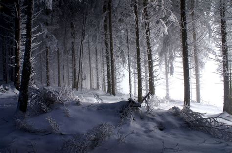 The Woods Are Lovely Dark And Deep Snow Photography Winter