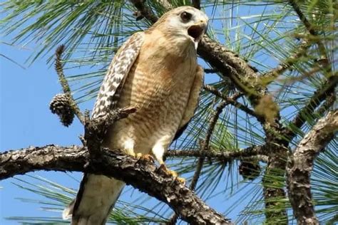 7 Types Of Hawks You Can Find In Alabama Pictures Bird Feeder Hub