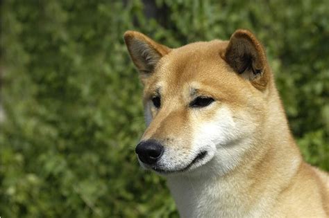 All About Shiba Inu Dog Breed Origin Behavior