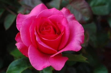 Imágenes de rosas las mas hermosas Imagenes de Amor