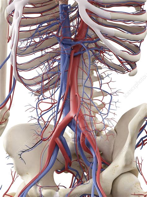 Vascular System Artwork Stock Image F009 4579 Science Photo Library