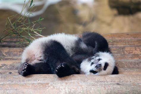 Baby Panda Is Sleeping On His Back Mystart