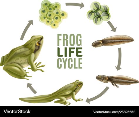 Frog Life Cycle Set Royalty Free Vector Image Vectorstock