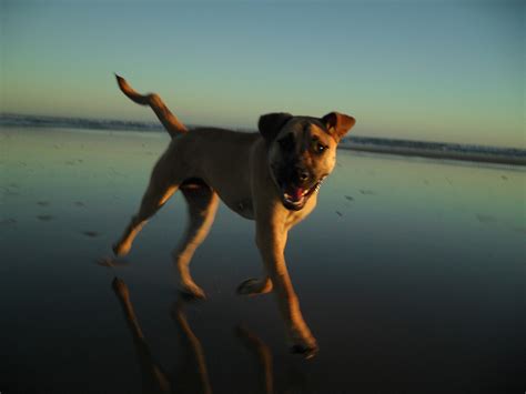 Dog Enjoying The Beach At Sunset Steven Pam