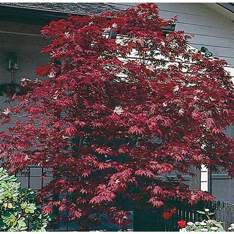 15 Gallon Assorted Upright Japanese Maple Feature Tree In Pot L5413