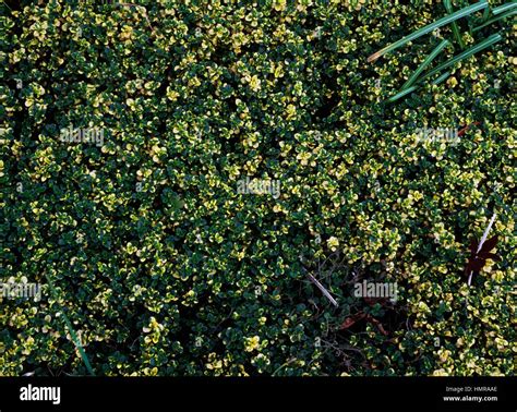 Doone Valley Thyme Thymus X Doone Valley Lamiaceae Stock Photo Alamy