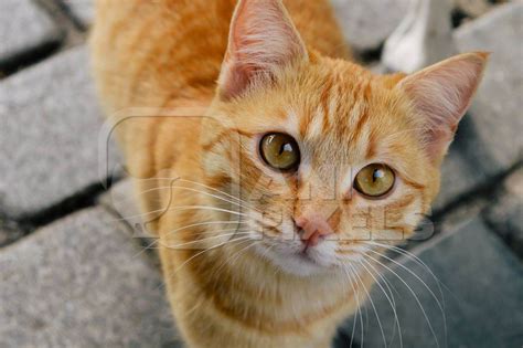Ginger Orange Stray Street Cat Looking At Camera Anipixels