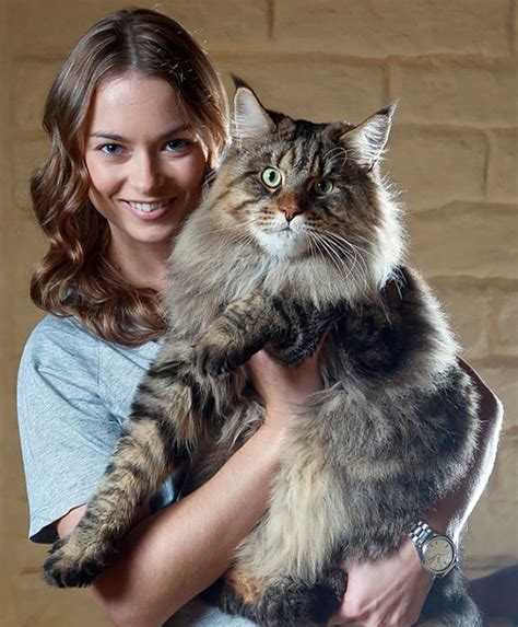 21 Huge Maine Coon Cats That Will Make Your Kitty Look