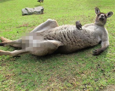 Kangaroo Censored For Facebook Draws Outrage For Some Reason Photos Huffpost