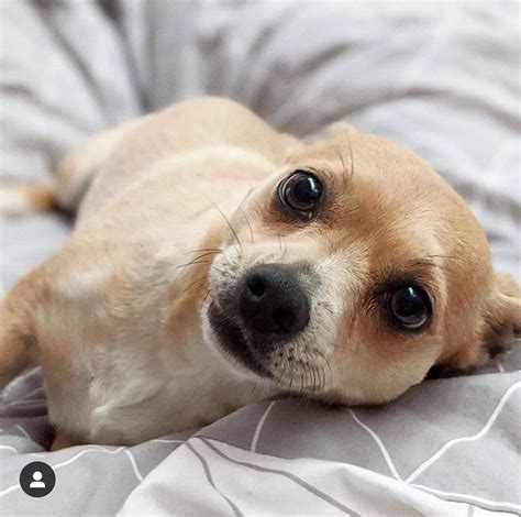 23 Likes 0 Comments Cute Animals Cuteanimaals On Instagram