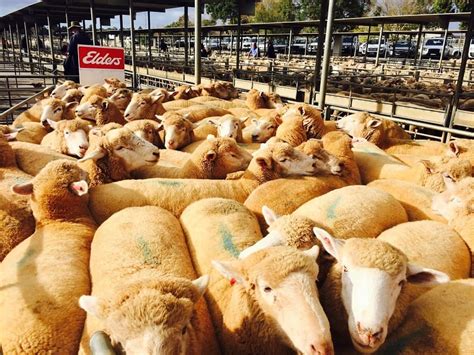 Quality Lamb Prices Lift But Mutton Cheaper In Saleyards Sheep Central
