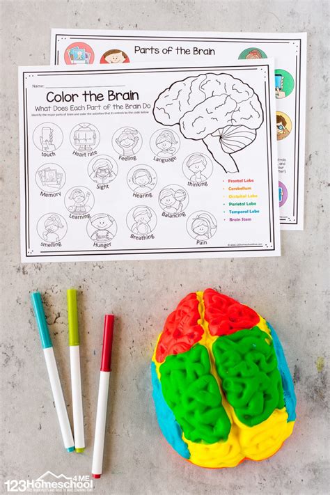 Parts Of The Brain Activity For Kids Brain Diagram And Worksheets For