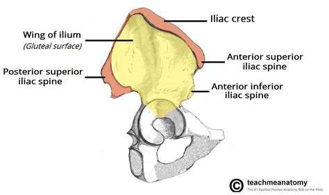 The Hip Bone Ilium Ischium Pubis Teachmeanatomy