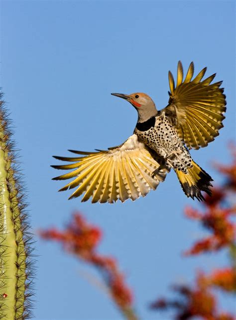 Tucson Birding Festival Will Focus On The Wonders Of Winged Wildlife