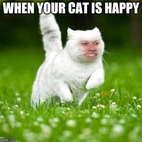 When Your Cat Is Happy Imgflip