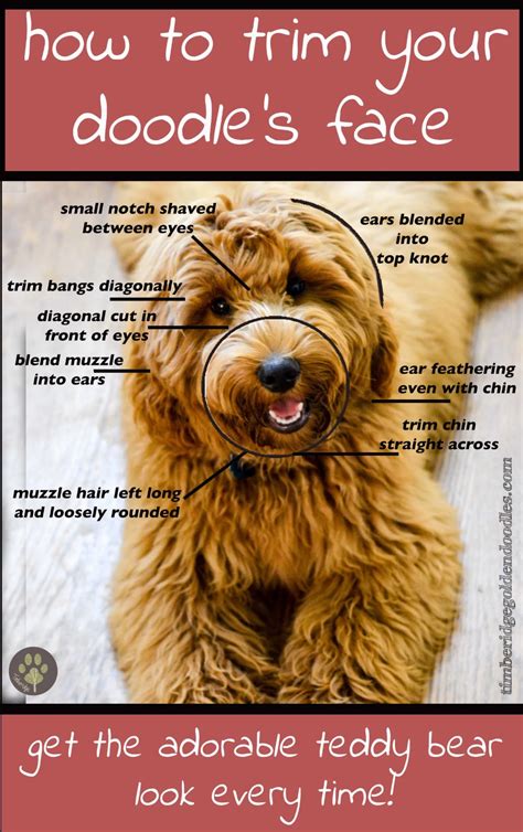 Difference between english cream goldendoodle and golden retriever golden doodle. The Teddy Bear Goldendoodle Haircut - Timberidge Goldendoodles | Goldendoodle grooming ...