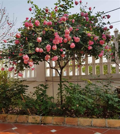Tìm Hiểu Hoa Hồng Tree Rose Là Gì Cây Hoa Hồng Tree Rose Có Mấy Loại Gia Sư Minh Đức