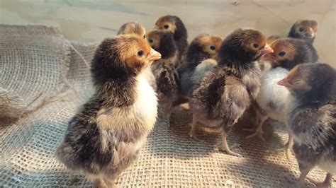 Golden Sebright Bantam Baby Chicks Cackle Hatchery Youtube