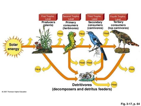 Soil And Biomes And Cycles Ppt