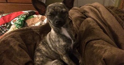 Other animals also can be brindle. Brindle chihuahua, Deer head chihuahua | Puppies ...