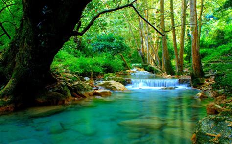 Forest River With Cascades Turquoise Water Rocks Trees Desktop