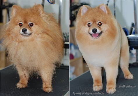 Стрижка померанского шпица до и после Grooming Grooming Pomeranian