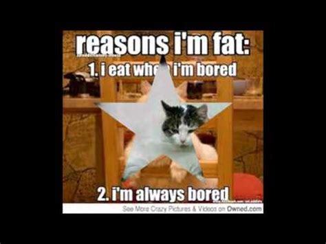 I don't know who posted it but that cat it's very. Fat Cat Memes! - YouTube
