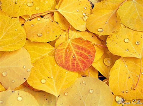 Aspen Leaves Fall Autumn Colors Close Up Photos