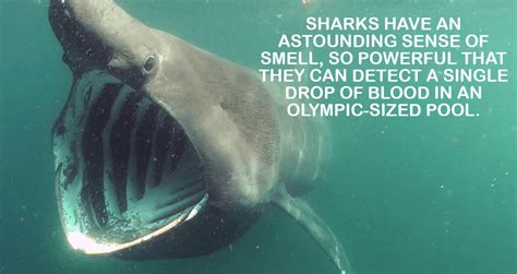 Interesting Shark Facts That Will Surprise And Amaze
