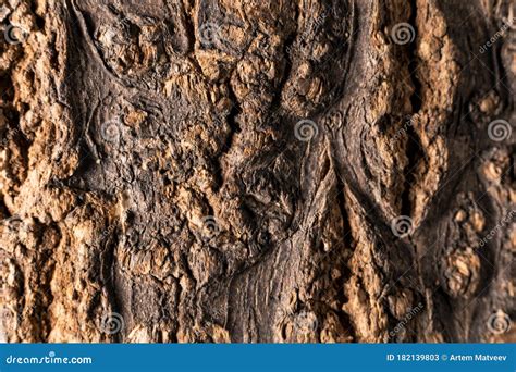 A Beautiful Tree Bark As A Background Stock Image Image Of Lensn