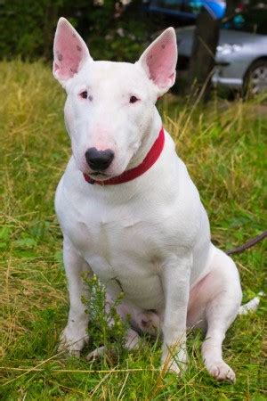 Find your perfect dog breed. Bull Terrier Breed Information and Photos | ThriftyFun