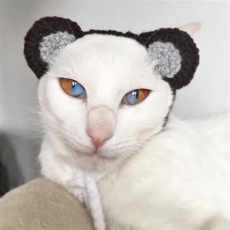 Meet This Stunning White Cat With Rare Genetic Condition That Has