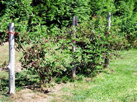 Blackberry Triple Crown For The Yard Pinterest Burnt Ridge