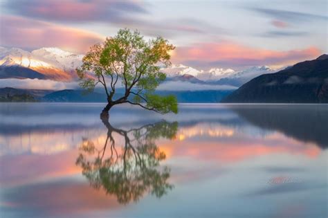 Lake Wanaka Tree New Zealand Dont Touch That Wanaka Tree The Little