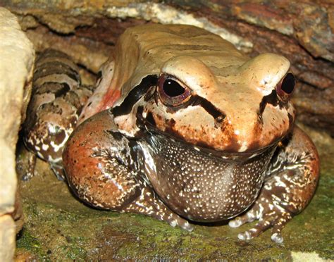 Amphibians Of South America South American Amphibian List Pictures