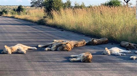 Lions Lounge On Road In Kruger National Park During South Africas