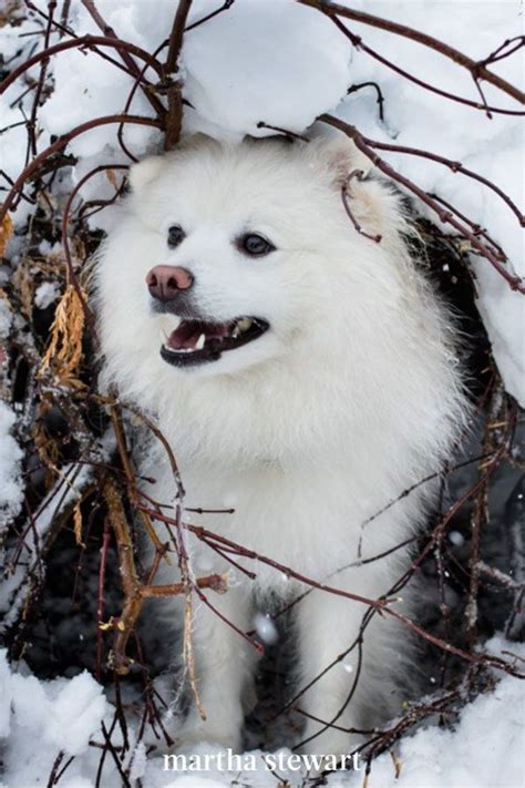 10 Dog Breeds That Love The Snow Fluffy Dog Breeds Fluffy Dogs