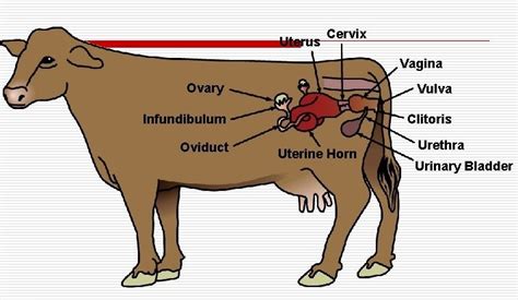 Clinical Use Of Hormones In Cow Reproductive System