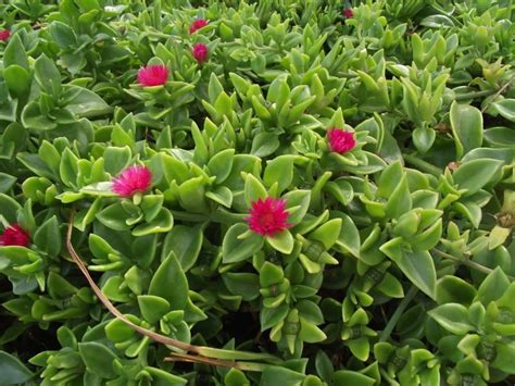 Drought Resistant Ground Cover Cordifolia Fast Spreading Drought