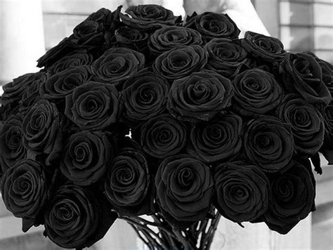 Natural Black Flowers Beautiful Flowers Virtual University Of Pakistan