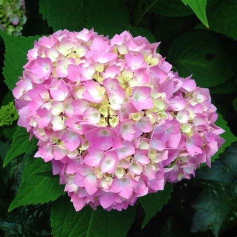Each season lasts for three months. Enjoy Your Hydrangea Flowers Year Round | Wiesner Bros ...